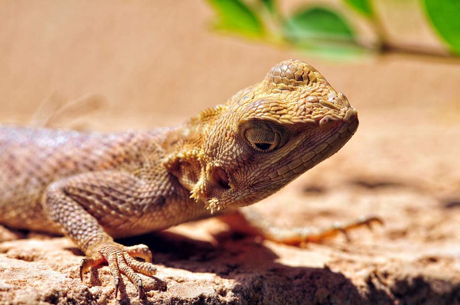 Gekko Macro Reptile Lizard