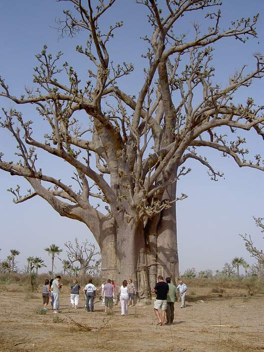 Group Senegal Baobab Nature