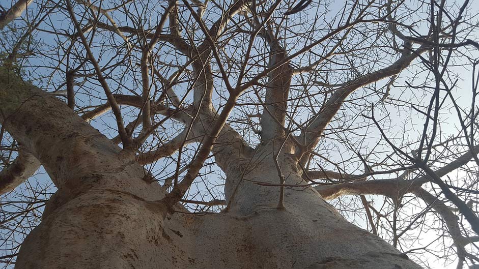 Africa Baobab Senegal Nature