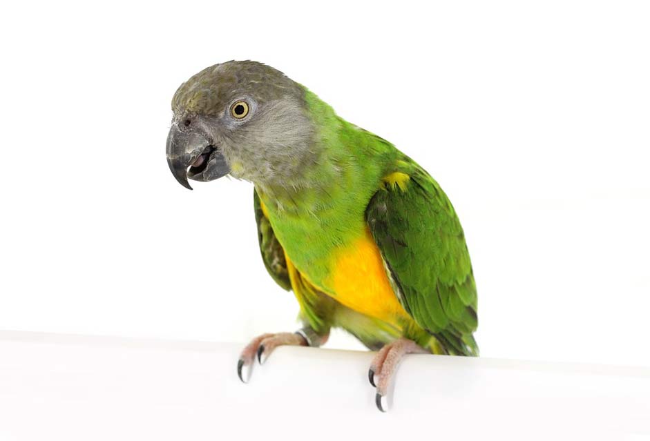 Pet Bird Senegal-Parrot Parrot