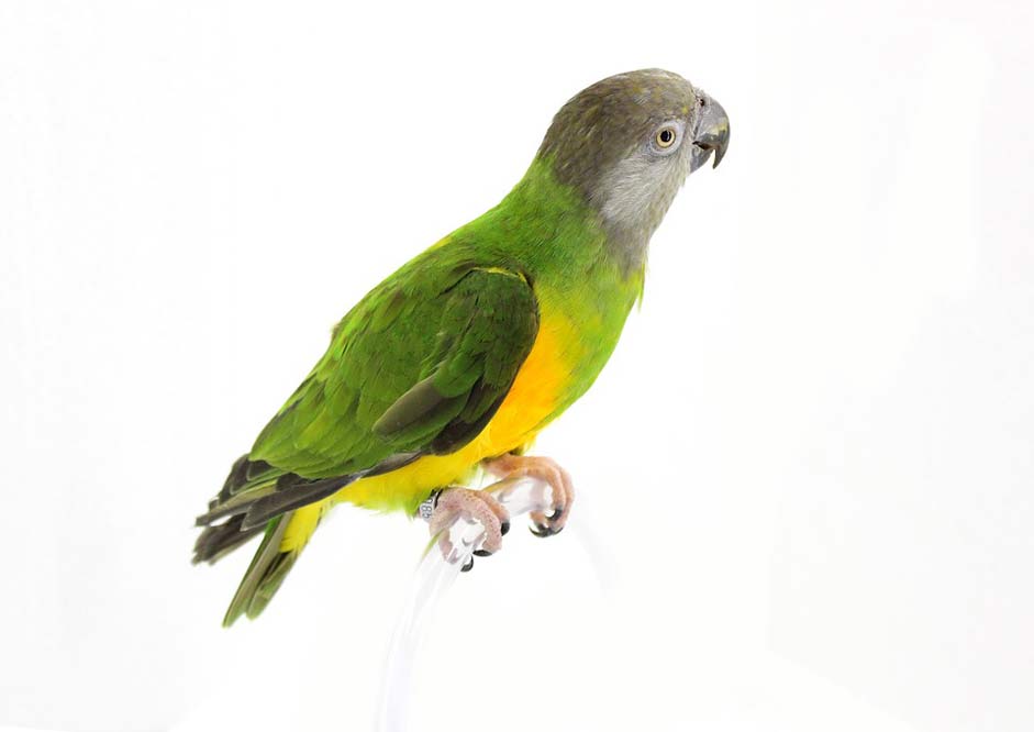 Pet Bird Senegal-Parrot Parrot