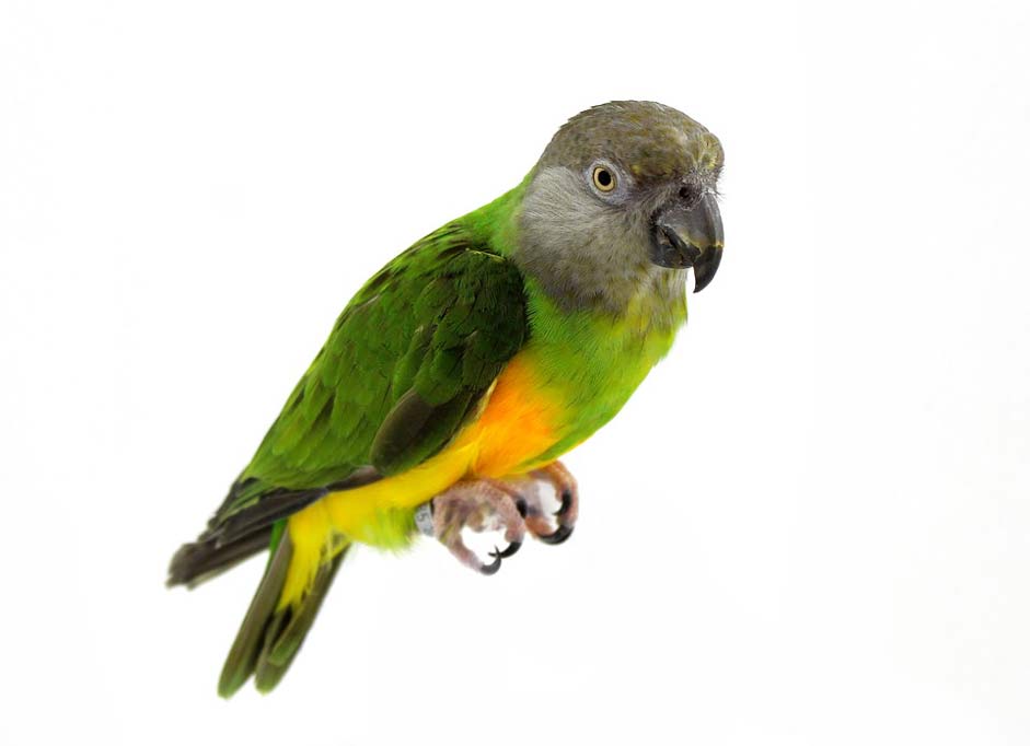 Pet Bird Senegal-Parrot Parrot