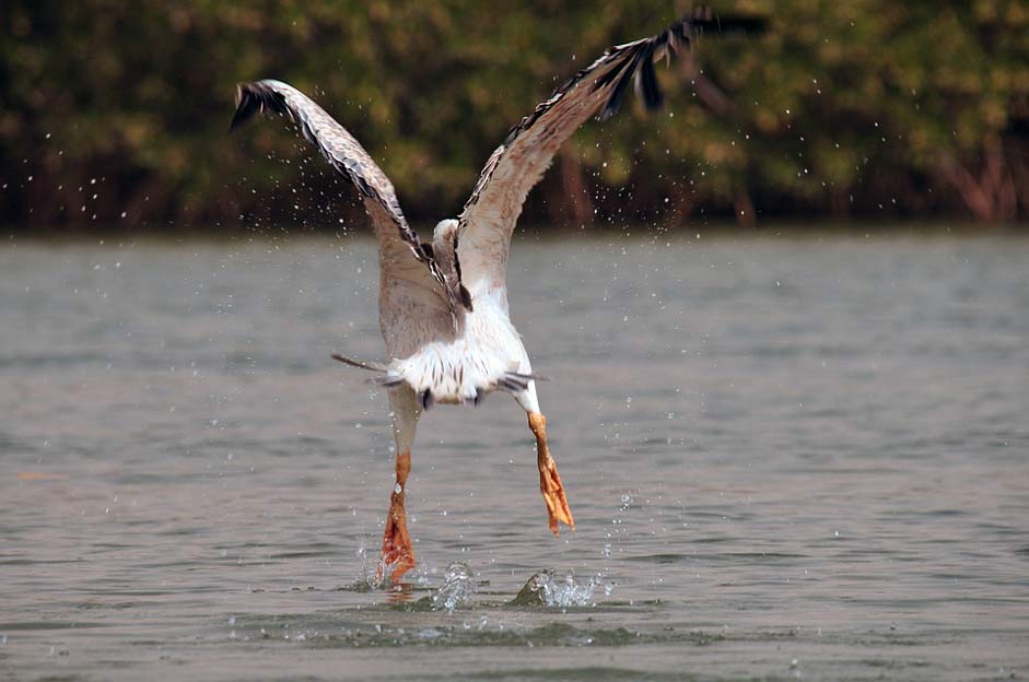 Animal Bird Take-Off Pelican