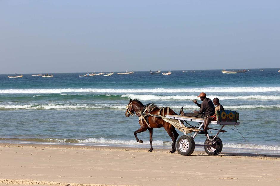 Horses Senegal Beach Sea