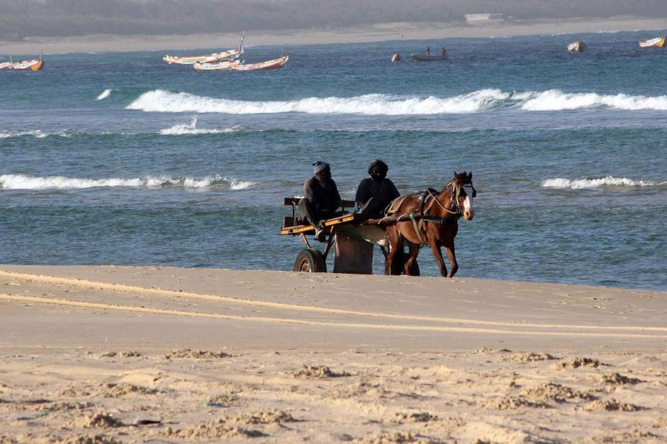 Horses Cart Beach Sea