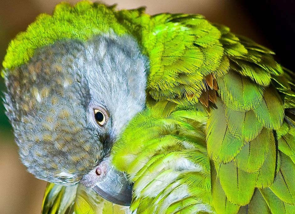  Purification Hygiene Senegal-Parrot