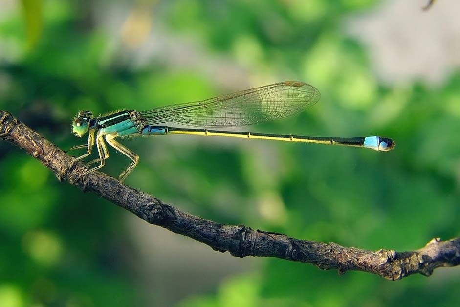  Ischnura-Senegalensis Dragonfly Senegal-Pechlibelle