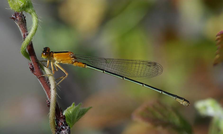  Ischnura-Senegalensis Dragonfly Senegal-Pechlibelle