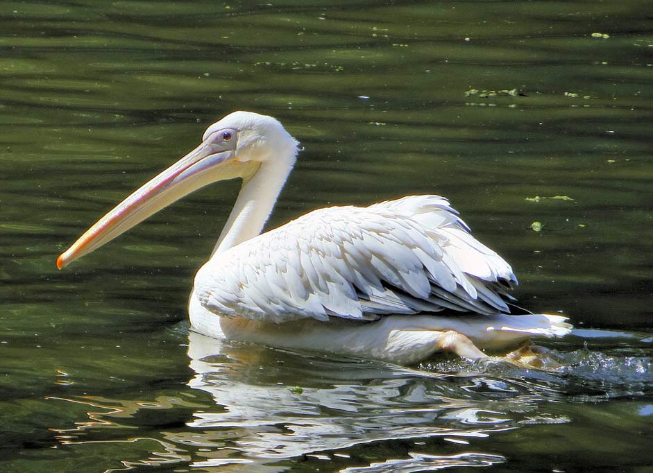 Africa Bird Pelican Senegal