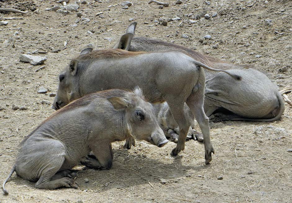 African-Pig Swine Warthogs Senegal