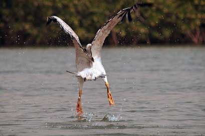 Pelican Animal Bird Take-Off Picture