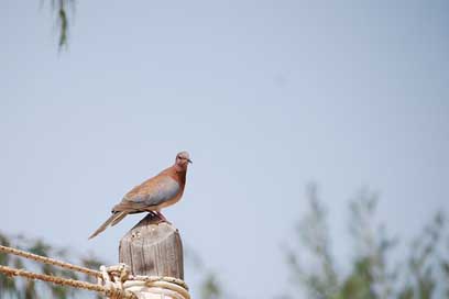 Bird  Pigeon Senegal Picture