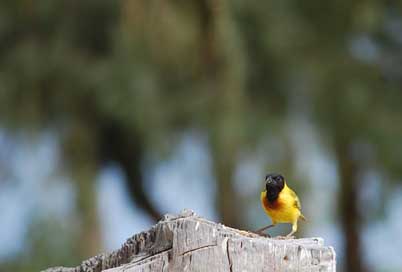 Bird  Saint-Louis Senegal Picture