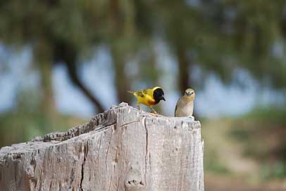 Bird  Sparrow Senegal Picture