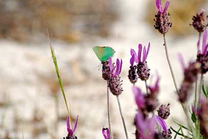 Butterfly  Senegal Flower Picture