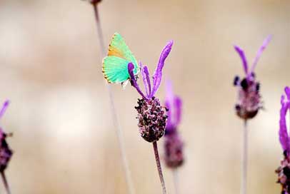 Butterfly  Senegal Flower Picture