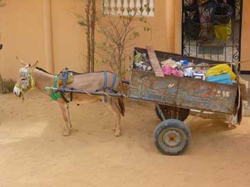 Garbage Carriage Donkey Transportation Picture