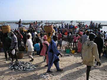 Senegal Beach Fish Fishing Picture
