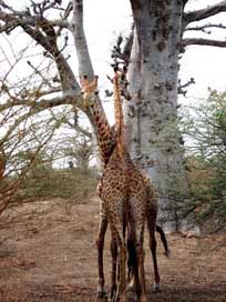 Giraffe  Senegal Africa Picture