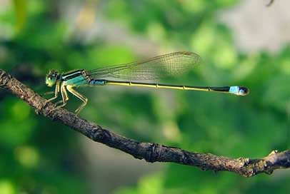 Senegal-Pechlibelle  Ischnura-Senegalensis Dragonfly Picture