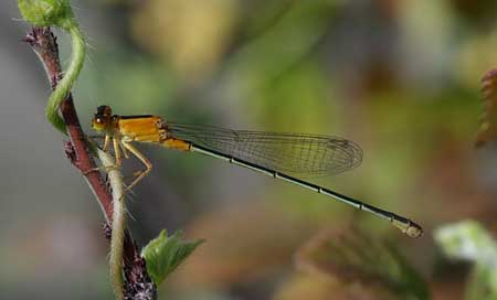 Senegal-Pechlibelle  Ischnura-Senegalensis Dragonfly Picture