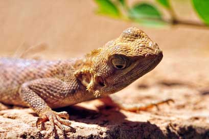 Lizard Gekko Macro Reptile Picture