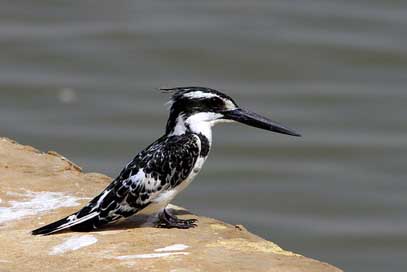 Birds Body-Of-Water Nature Wildlife Picture