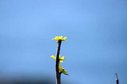 Flower Garden Nature Macro Picture