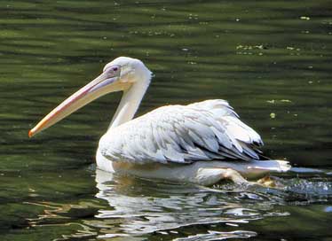 Senegal Africa Bird Pelican Picture