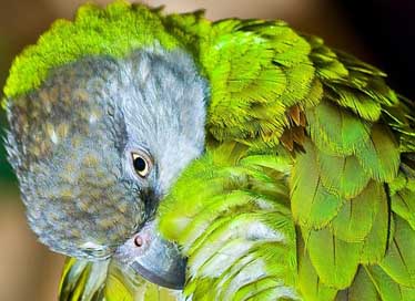 Senegal-Parrot  Purification Hygiene Picture