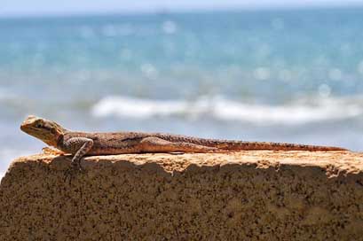 Lizard Sun Reptile Gekko Picture