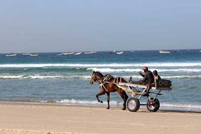 Sea Horses Senegal Beach Picture