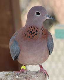 Senegal-Deaf  Dove Senegal Picture