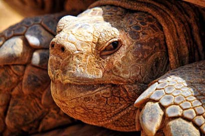 Turtle-Criss-Crossed Tortie Senegal Africa Picture