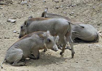 Senegal African-Pig Swine Warthogs Picture