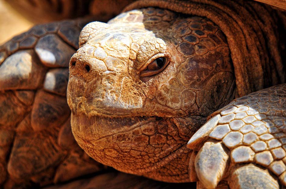 Tortie Senegal Africa Turtle-Criss-Crossed