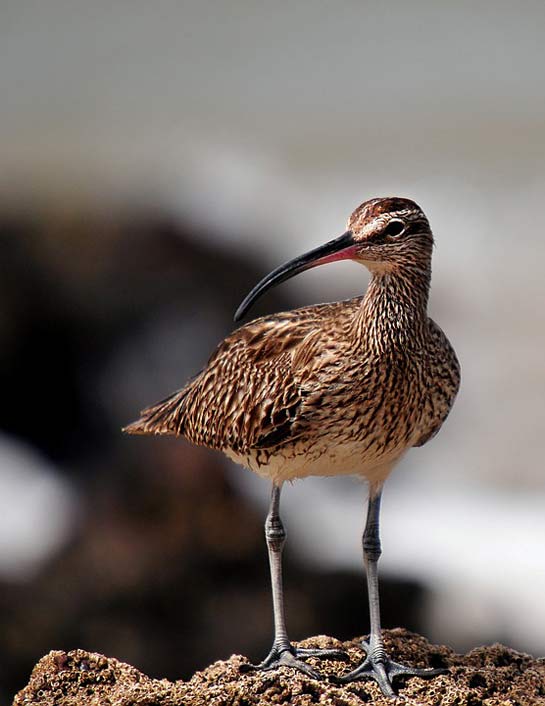 Fauna Senegal Birds Whimbrel