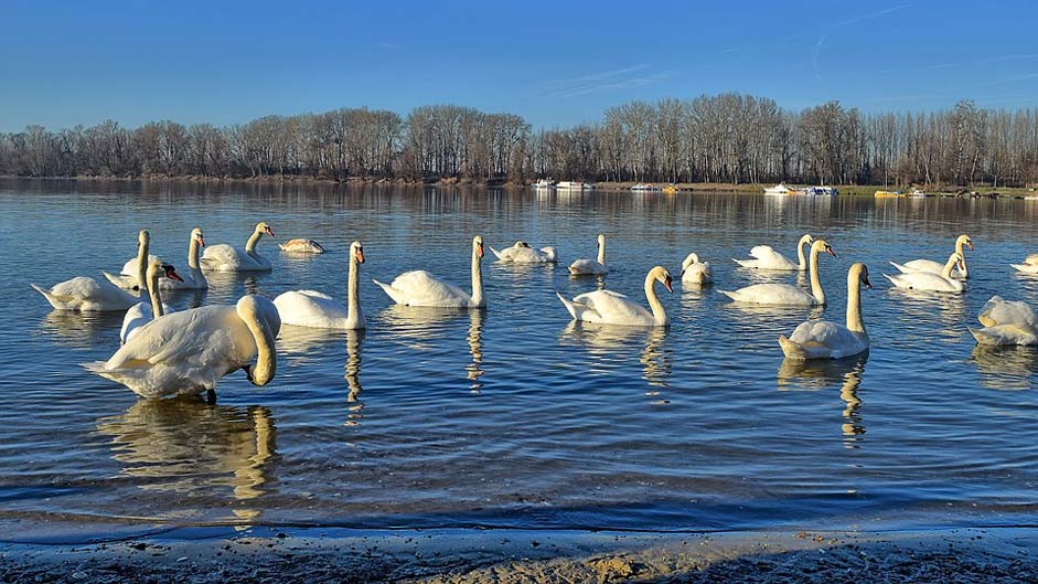  The-Danube-River Protected-Nature-Park Swans