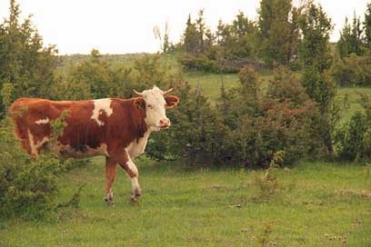 Cow Milk Closeup Animal Picture
