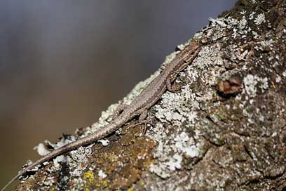 Lizard Outside Nature Camouflage Picture