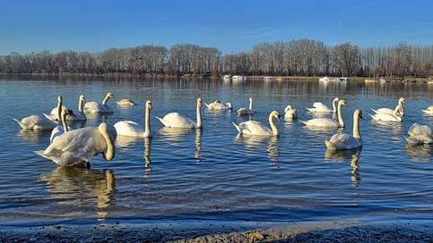 Swans  The-Danube-River Protected-Nature-Park Picture