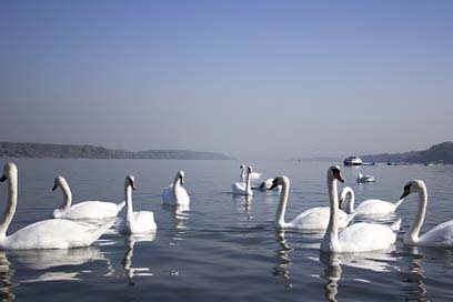 Swans Beautiful Water River Picture