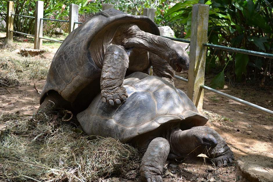 Animal Giant Tortoise Aldabra