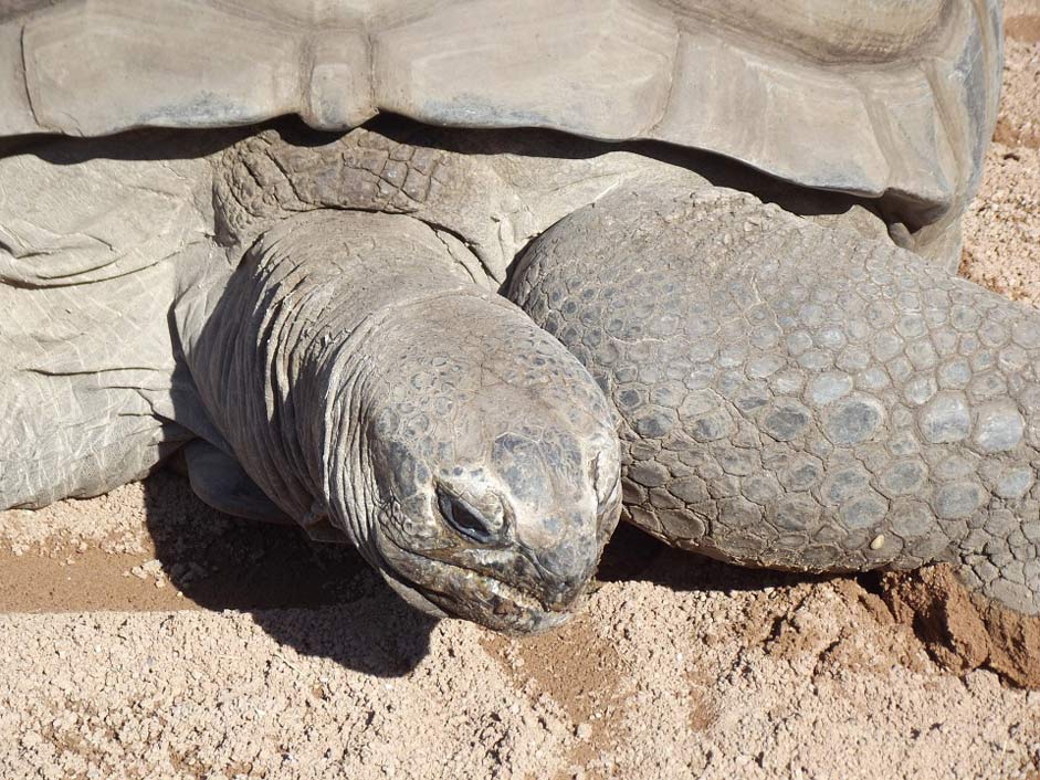 Turtle Reptile Giant Aldabra-Tortoise