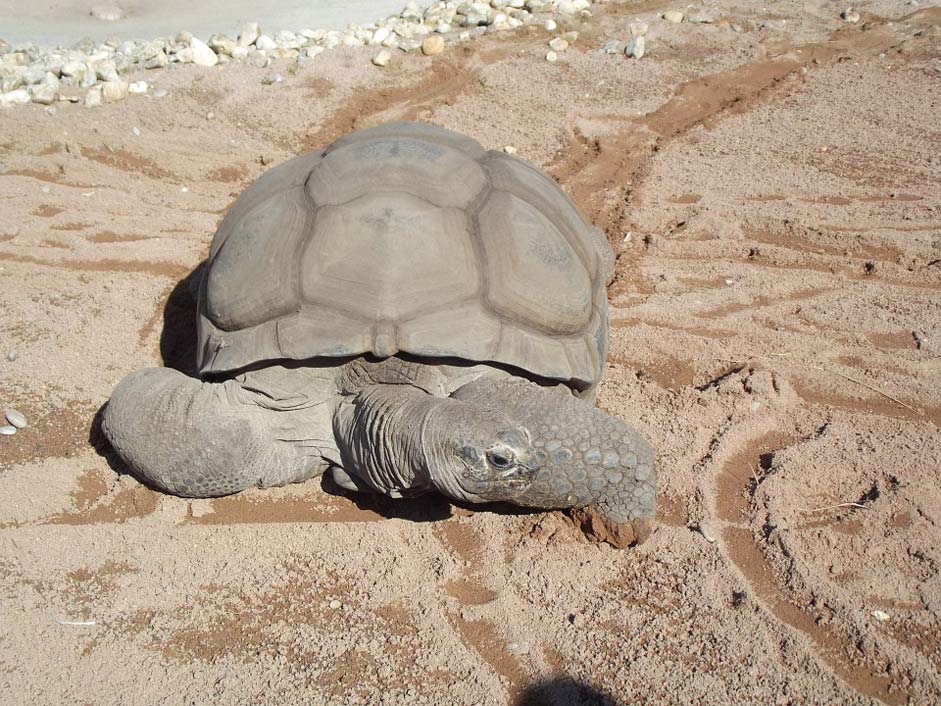 Testudinidae Giant Reptile Aldabra-Tortoise