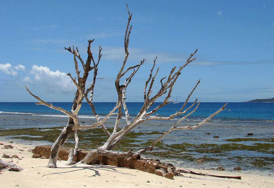 Seychelles Sea Wood Beach