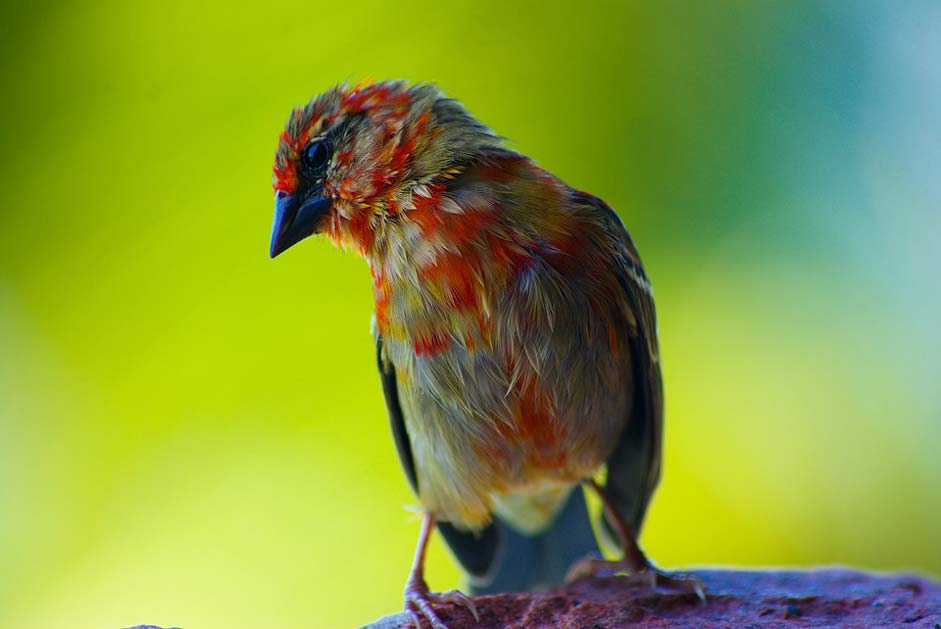 Red Close-Up Seychelles Bird