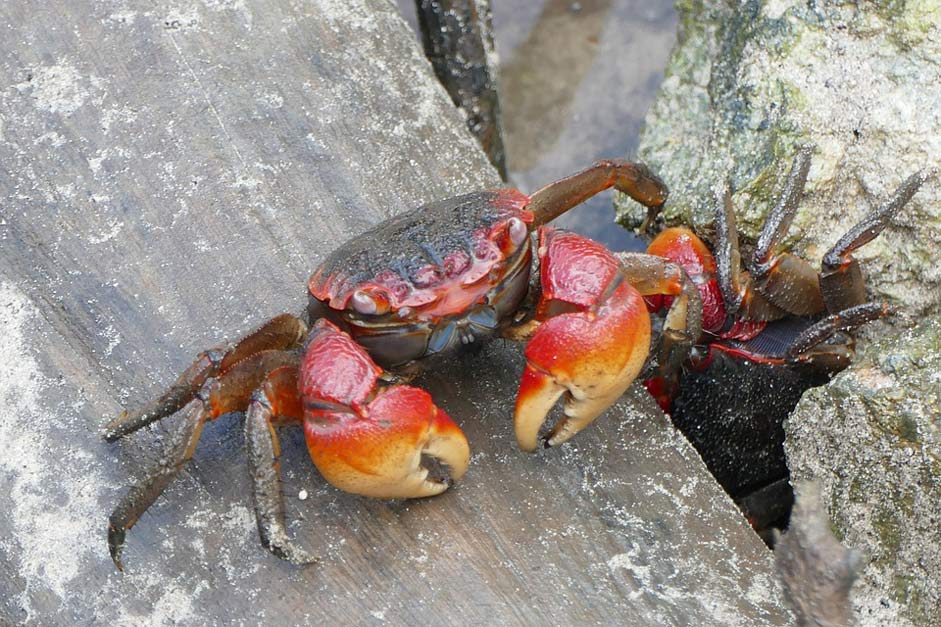 Shellfish Animal Crab Cancer