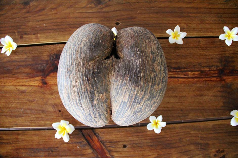 Tropical Coconut-Tree Seychelles Coconut