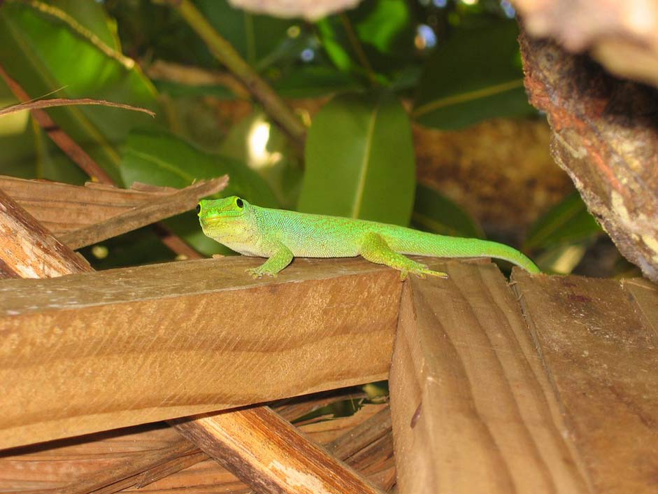 Green-Gecko Lizard Green Gecko